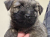 KC reg Cairn Terrier Puppies