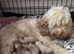 F2 cockapoo ready to leave