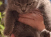 Last Beautiful Female kittens