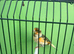 Canaries
