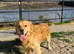 Golden retriever Charlie