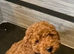 COCKAPOO PUPS