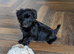 Toy Poodle x Maltese F1 pups