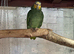 Yellow headed Amazon