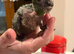 2x hand reared silly tame  Hahns macaw!!