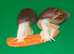 JADE GIANT AFRICAN LAND SNAILS