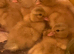 Call Ducklings available now