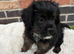 REDUCED! Last 3 Fluffy frenchies cross