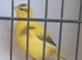 Fife canaries