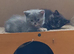 *Pedigree BSH Babies*DNA Health Tested Parents*