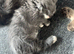 Blue mitted girl and seal point boy