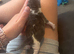 Kittes