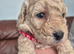 Cockerpoo Puppies 4 Girls