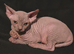 Sphynx kittens with 5 generation certificate