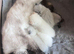 Colourpoint Exotic Kittens for sale
