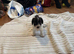 F1 Parti cockapoo
