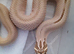 Males and females hognoses