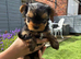 Yorkshire Terrier puppy only 1 boy available