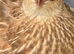 12 Fresh Japanese Coturnix quail incubator hatching eggs