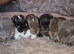 Beautiful Socialised Kits