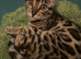 TICA reg Bengal kittens ready now for new homes