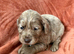 5 stunning cocker spaniel puppies