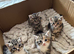 Siberian European Shorthair Girls!
