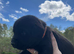 KC Registered Lab Pups