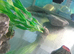 5month old axolotl