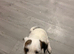 parson terrier for stud.