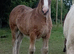 Traditional colt foal