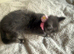 Ragdoll kittens rare blue sepia tortie & flame point 9 weeks ready now!