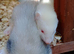 Baby ferrets