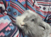 Lionhead x Lops