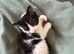 Last kitten