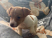 Jack Russell puppy&rsquo;s 1 girl left ready to leave