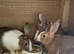 5 Dutch for sale Yellow and white tortoise and white