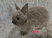 Cute Netherland Dwarf Babies READY NOW