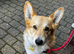 Welsh Pembrokeshire Corgi