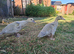 Lavender Muscovy ducklings, unsexed