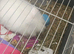Long haired rabbit