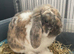 Male lop rabbit looking for new home