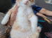 1 ginger long haired kitten