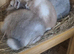 Baby Netherland Dwarf Agouti Male