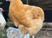 Buff Orpington girls for sale