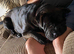 Shar-pei x Ridgeback mixed bread
