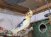 cockatiels for sale
