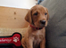 FANTASTIC FOX RED SPRINGADOR PUPPIES