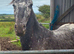 Apoloosa 2yr old gelding