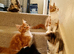 Stunning Maine Coon Kittens